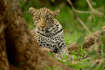 Картинка животные леопарды морда леопард