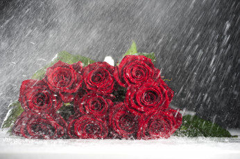 Картинка цветы розы охапка дождь