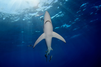 Картинка животные акулы акула океан глубина