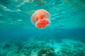 Картинка животные медузы медуза океан