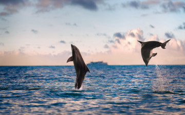 Картинка животные дельфины море