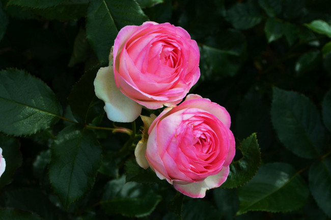 Обои картинки фото цветы, розы, дуэт, розовый