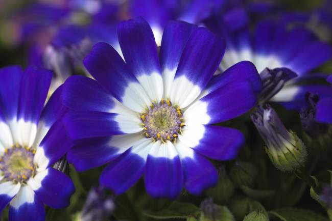 Обои картинки фото цветы, цинерария, синий