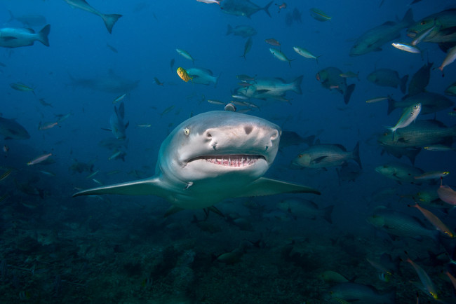 Обои картинки фото животные, акулы, глубина, океан, акула