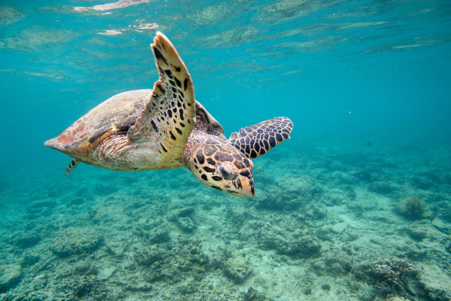 Обои картинки фото животные, Черепахи, черепаха, океан, глубина