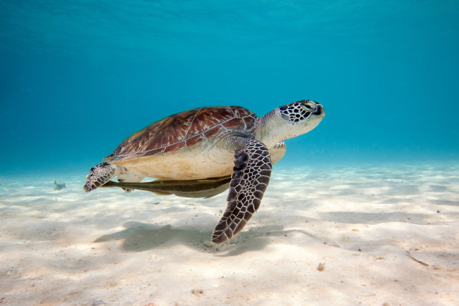 Обои картинки фото животные, Черепахи, океан, глубина, черепаха