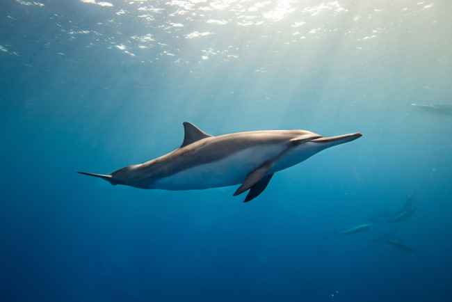 Обои картинки фото животные, дельфины, глубина, дельфин, океан