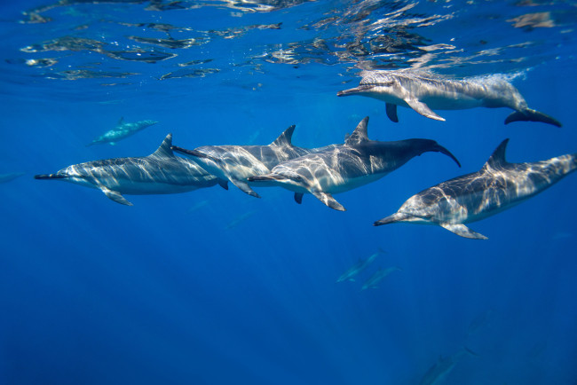 Обои картинки фото животные, дельфины, стая, океан