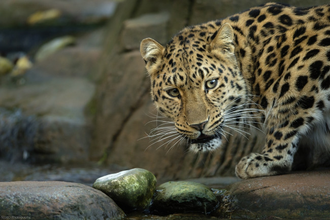 Обои картинки фото животные, леопарды, ручей, камни, амурский, леопард, морда