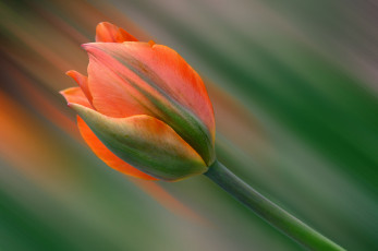 Картинка цветы тюльпаны тюльпан стебель лепестки макро