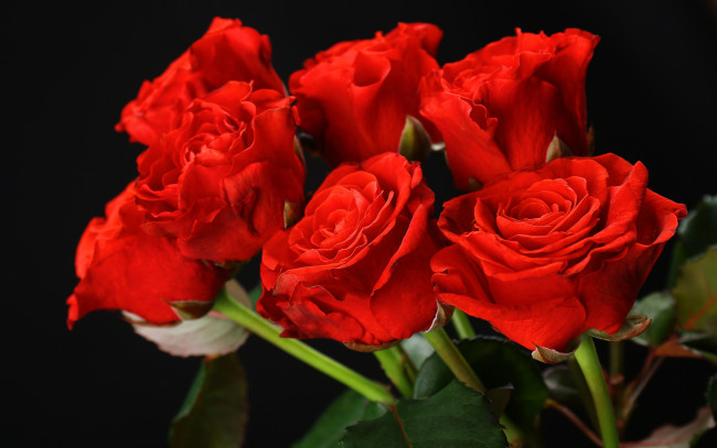 Обои картинки фото цветы, розы, букет, red, flowers, красные, roses