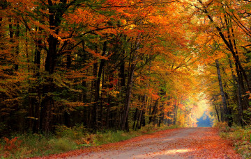 обоя природа, дороги, дорога, лес, осень