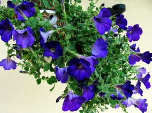Картинка цветы петунии +калибрахоа синий