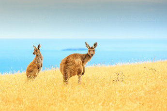 Картинка животные кенгуру море островок живая природа синий горизонт небо поле