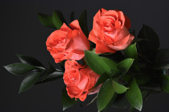 Картинка цветы букеты +композиции фон розы