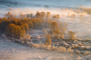 Картинка природа пейзажи иней туман деревья