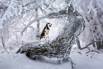 Картинка животные собаки зима лес взгляд собака