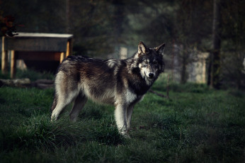 Картинка животные волки +койоты +шакалы хищник зверь трава волк