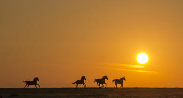 Картинка животные лошади закат поле силуэт бег