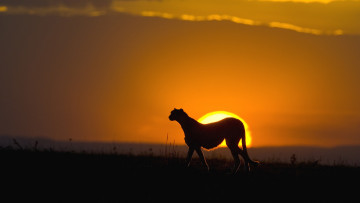 Картинка животные гепарды саванна трава небо гепард закат солнце
