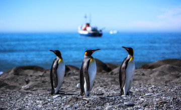 обоя животные, пингвины, камни, корабль, море, берег