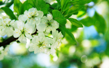 Картинка цветы цветущие+деревья+ +кустарники ветки цветение весна
