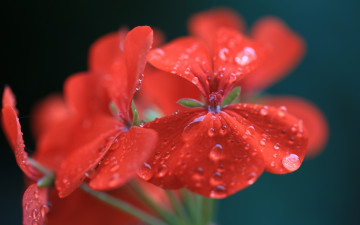 Картинка цветы герань красный капли соцветие
