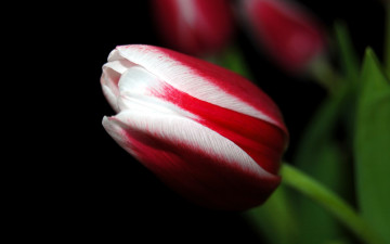 Картинка цветы тюльпаны одиночка бутон