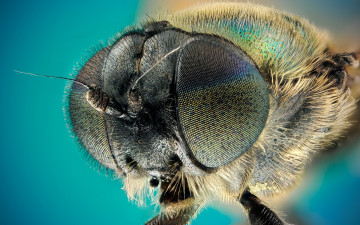 Картинка муха животные насекомые насекомое
