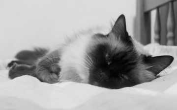 Картинка животные коты кот кошка кровать бирманская черно-белая