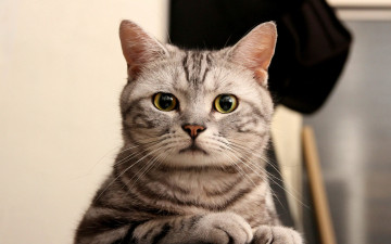 Картинка животные коты полосатая взгляд кошка кот