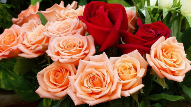 Обои картинки фото цветы, розы, алый, розовый