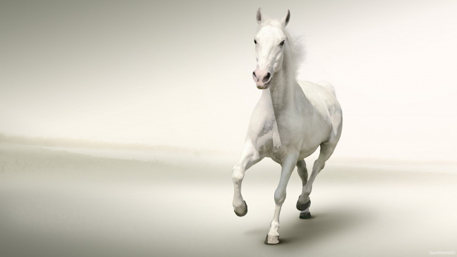 Обои картинки фото животные, лошади, лошадь, конь, белый, галоп