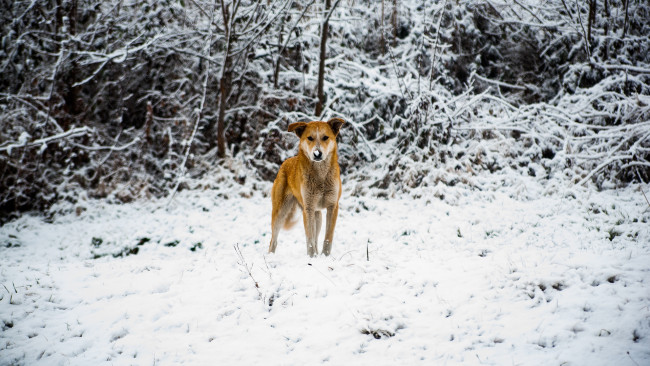 Обои картинки фото животные, собаки, снег, собака