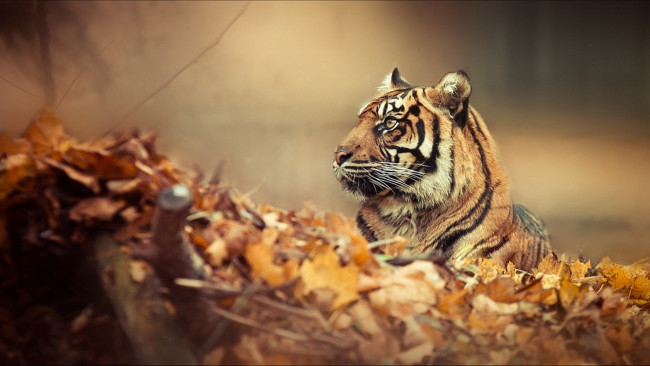 Обои картинки фото животные, тигры, тигр, листья, осень, туман