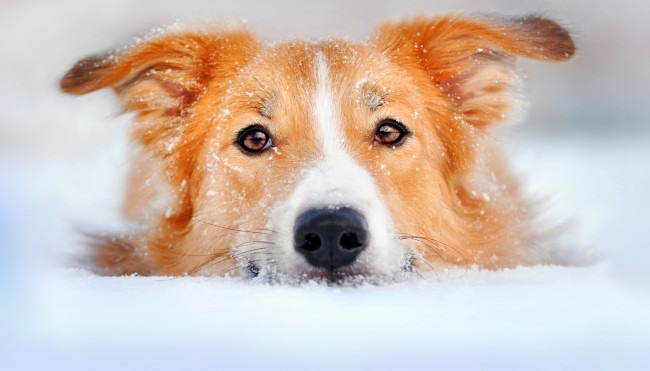 Обои картинки фото животные, собаки, собака, пес, голова, рыжий, снег