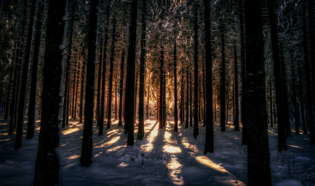 Обои картинки фото природа, лес, свет, снег