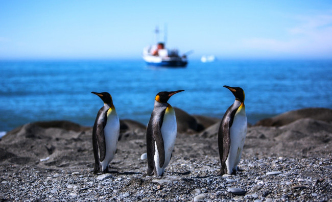 Обои картинки фото животные, пингвины, камни, корабль, море, берег