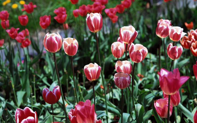 Обои картинки фото цветы, тюльпаны, клумба, красные