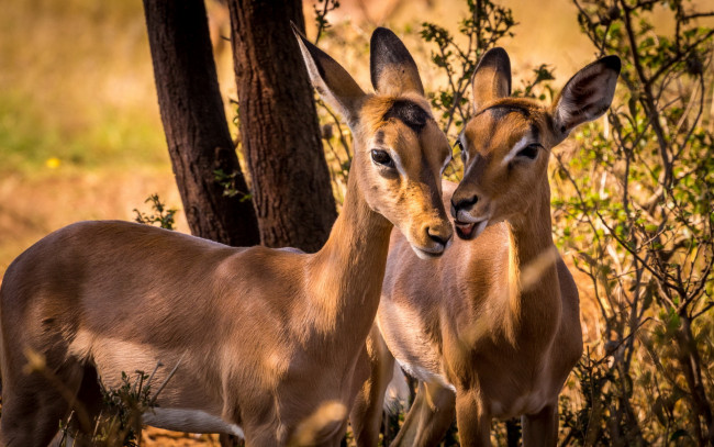 Обои картинки фото животные, антилопы, дикая, природа, impala, южная, африка, животное