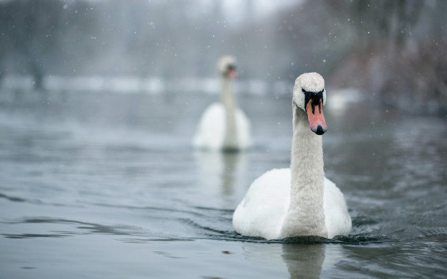 Обои картинки фото животные, лебеди, птицы, вода, озеро, снег