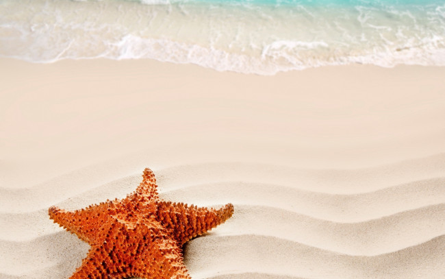 Обои картинки фото животные, морские звёзды, песок, море, берег, морская, звезда