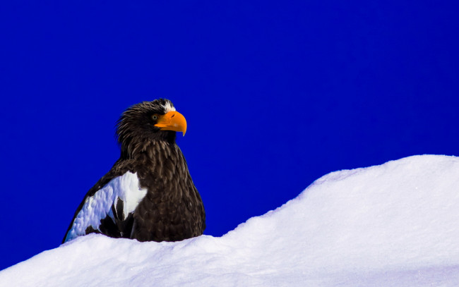 Обои картинки фото животные, птицы - хищники, орлан, снег, небо