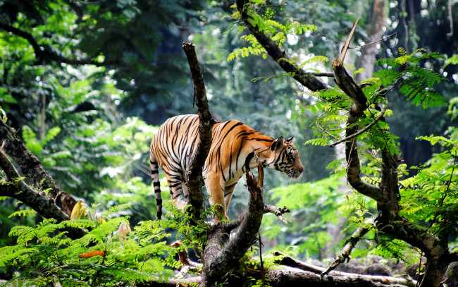 Обои картинки фото животные, тигры, тигр, лес, акация, дерево