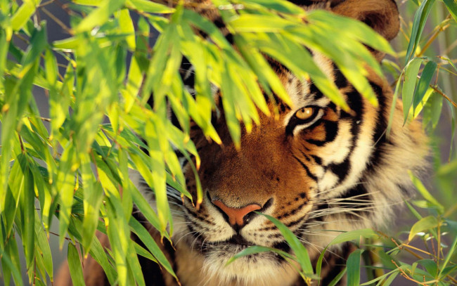 Обои картинки фото животные, тигры, тигр, взгляд, засада, листья
