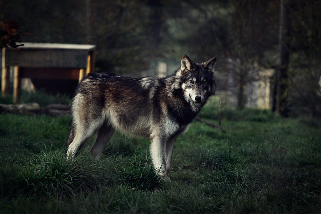 Обои картинки фото животные, волки,  койоты,  шакалы, хищник, зверь, трава, волк