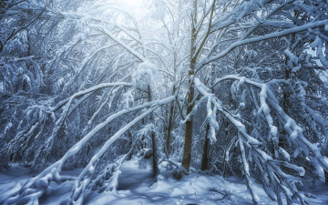 Картинка природа зима john wilhelm деревья в снегу снег