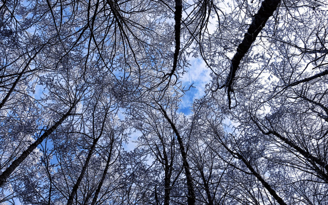 Обои картинки фото природа, деревья, облака, верхушки, небо