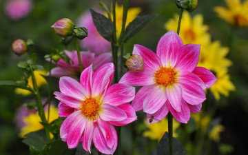 Картинка цветы георгины розовые дуэт