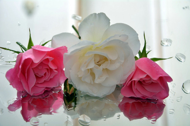 Обои картинки фото цветы, розы, бутоны, отражение, капли, трио